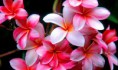 /album/resim-galerisi/plumeria-red-jpg/